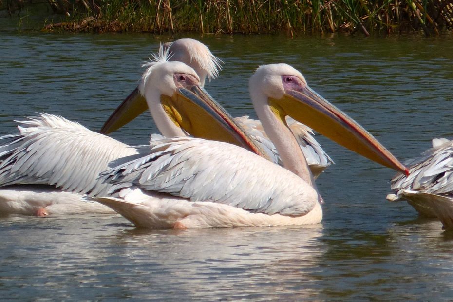 Pélicans blancs, lac Tana