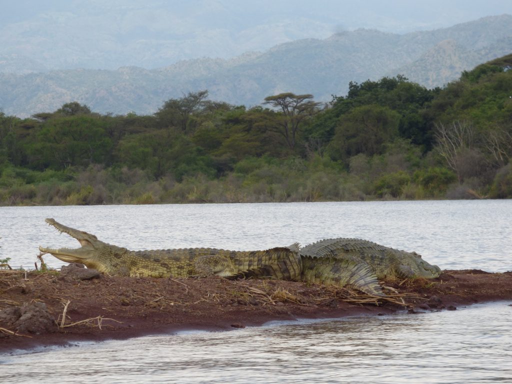 Crocodile au Lac Chamo