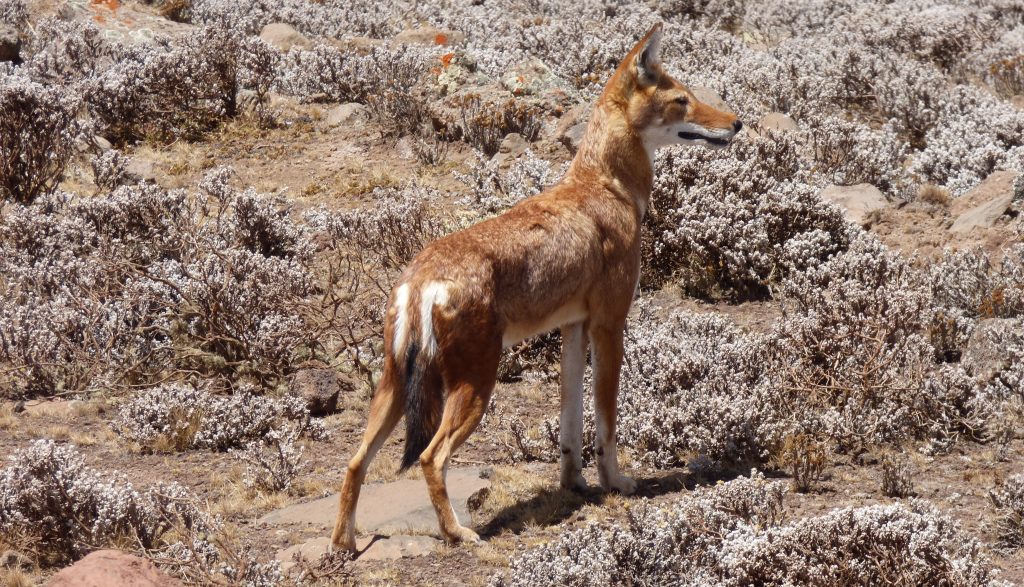 Loup d'Abyssinie, Parc du Balé