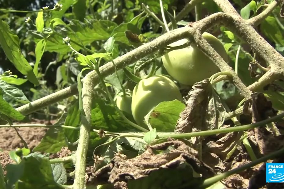 Reportage France 24 sur la permaculture en Ethiopie